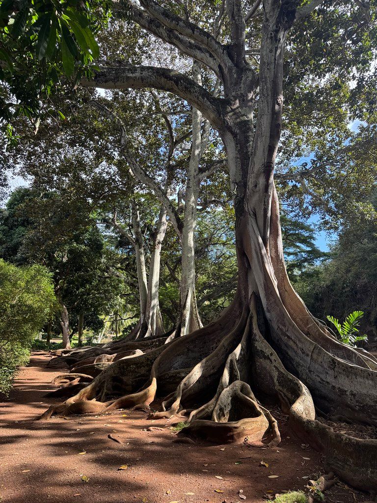 Towering fig trees with sprawling buttress roots beside a shaded dirt path under a leafy canopy