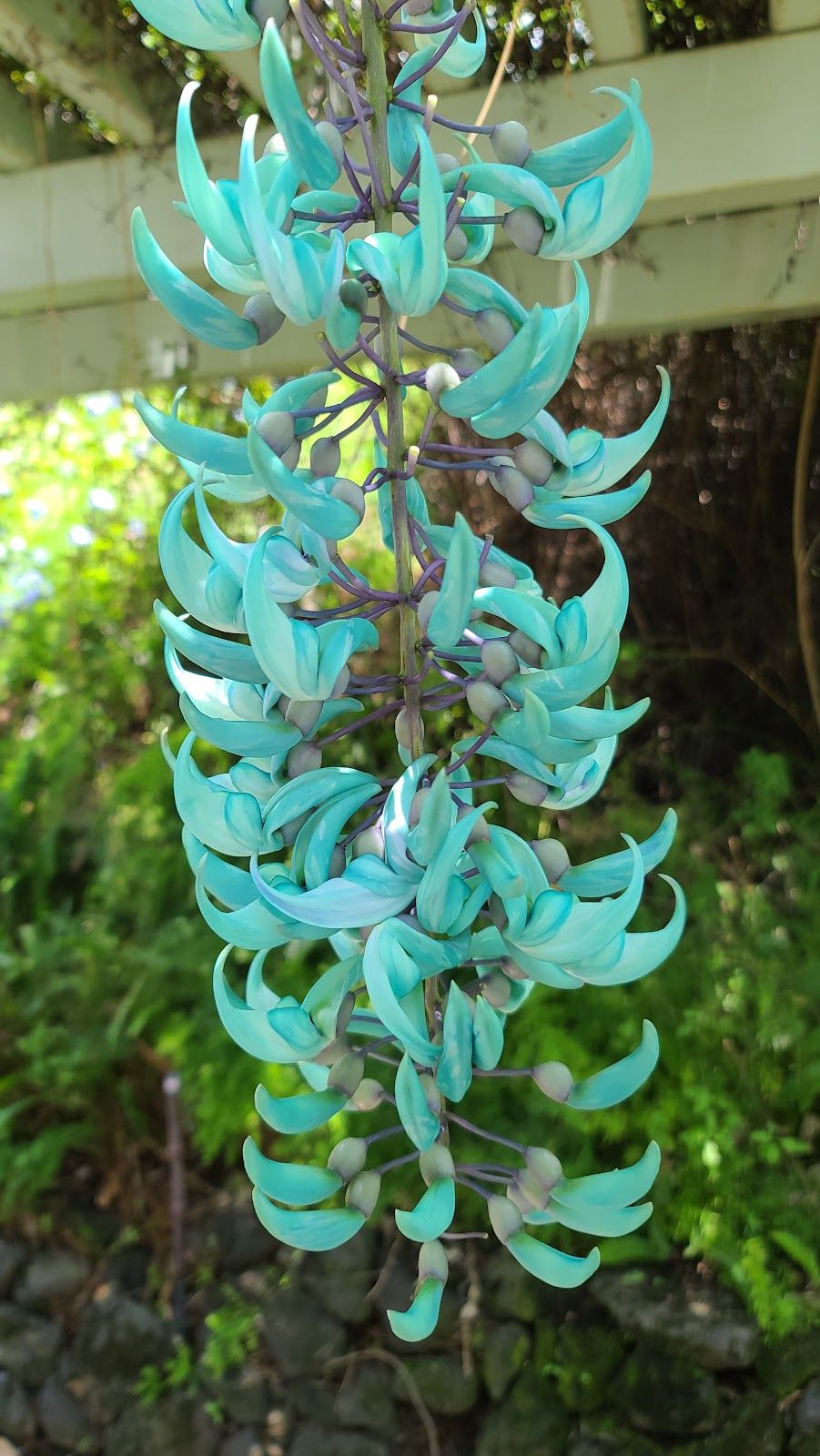 Photo 5 of Sadie Seymour Botanical Gardens and the Kona Educational Center in Kailua-Kona, Big Island