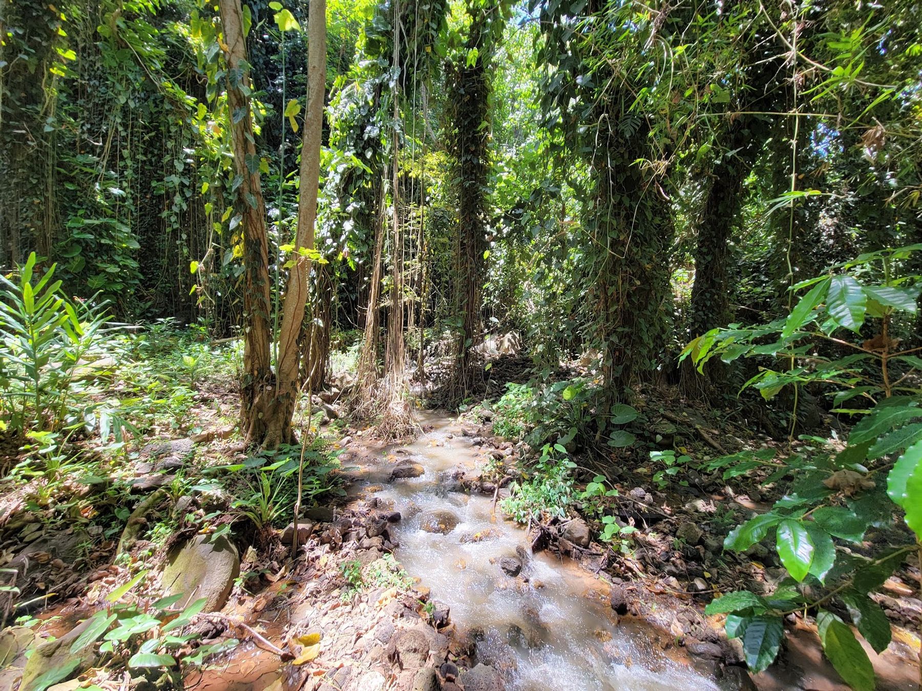 Smith's Fern Grotto Tour in Kapaʻa, Kaua‘i photo 7