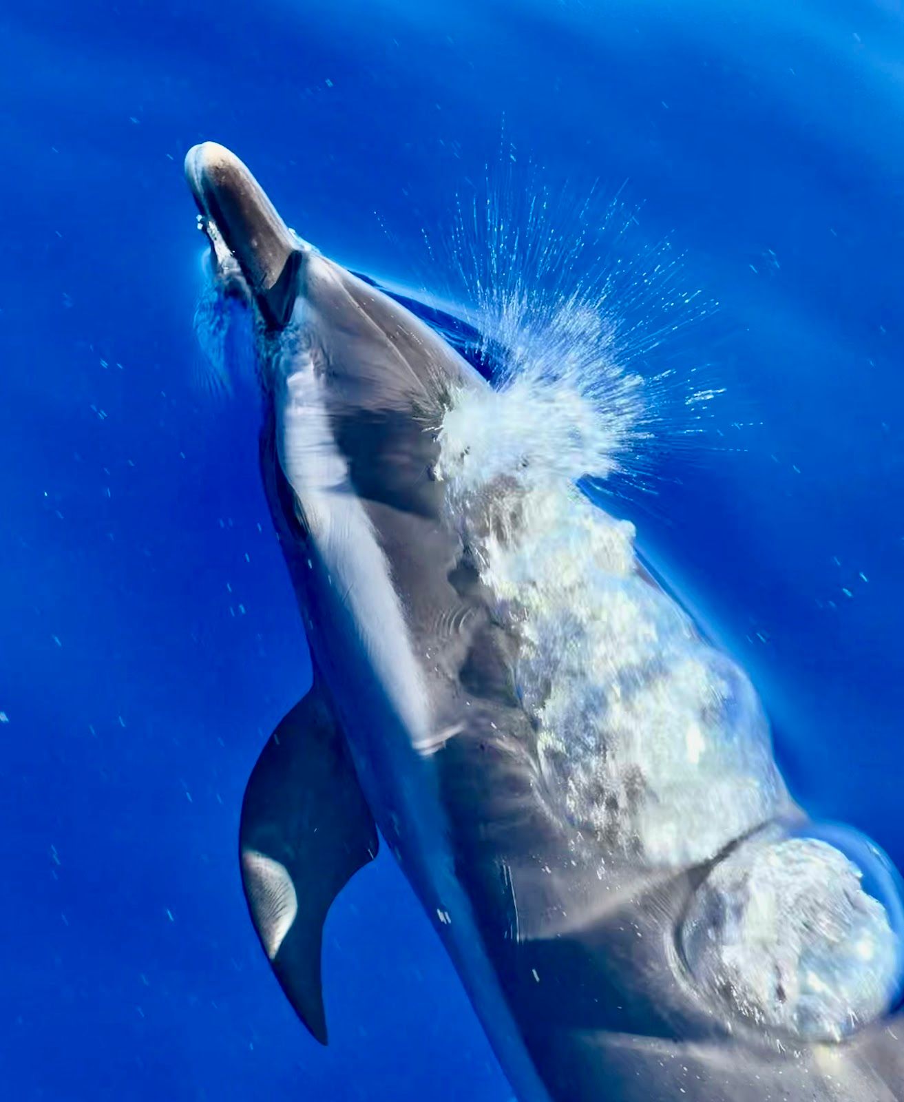 Photo 4 of Ocean Eco Tours in Kailua-Kona, Big Island