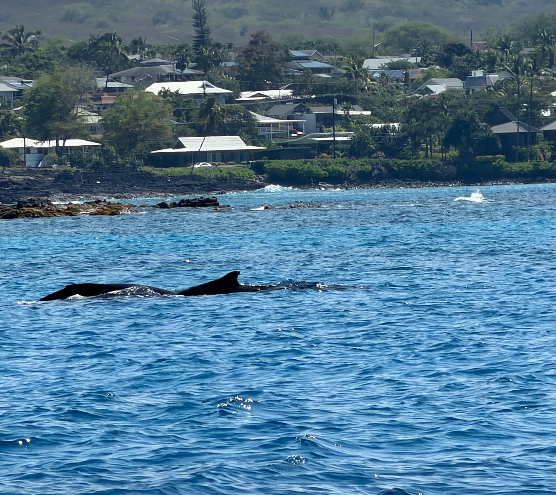 Photo 5 of Paradise Sailing Hawai‘i in Kailua-Kona, Big Island