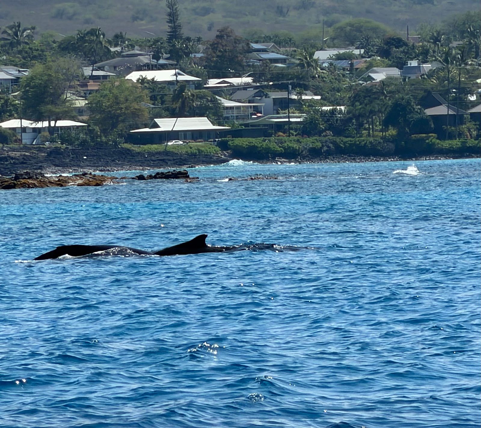 Photo 5 of Paradise Sailing Hawai‘i in Kailua-Kona, Big Island