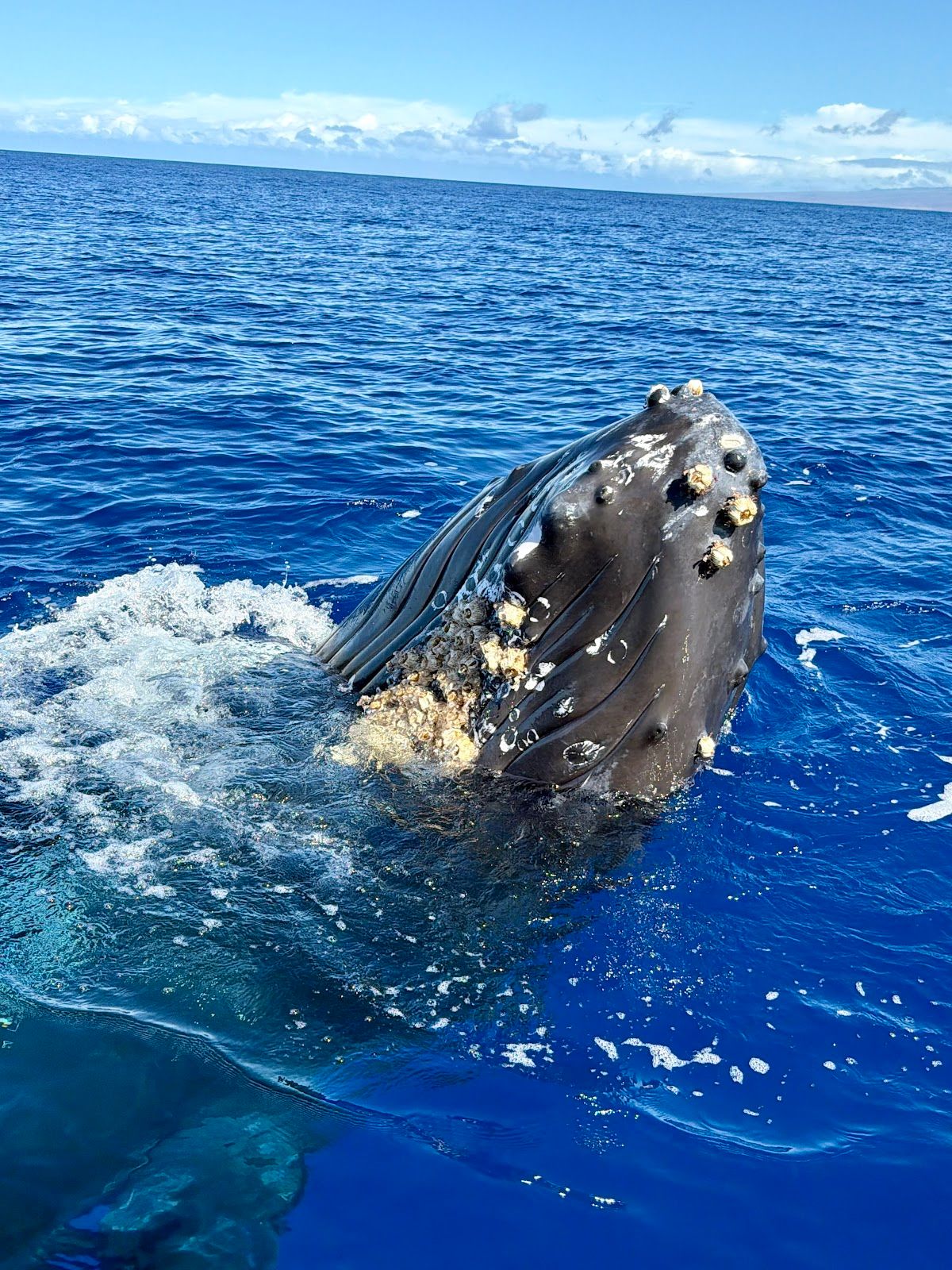 Photo 4 of Hawaii Island Private Charters in Mauna Kea Beach, Big Island