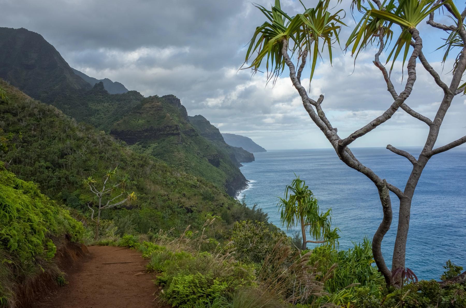 Red-dirt Kalalau Trail curves along lush green Nā Pali cliffs above the blue ocean under a cloudy morning sky, framed by a pandanus tree
