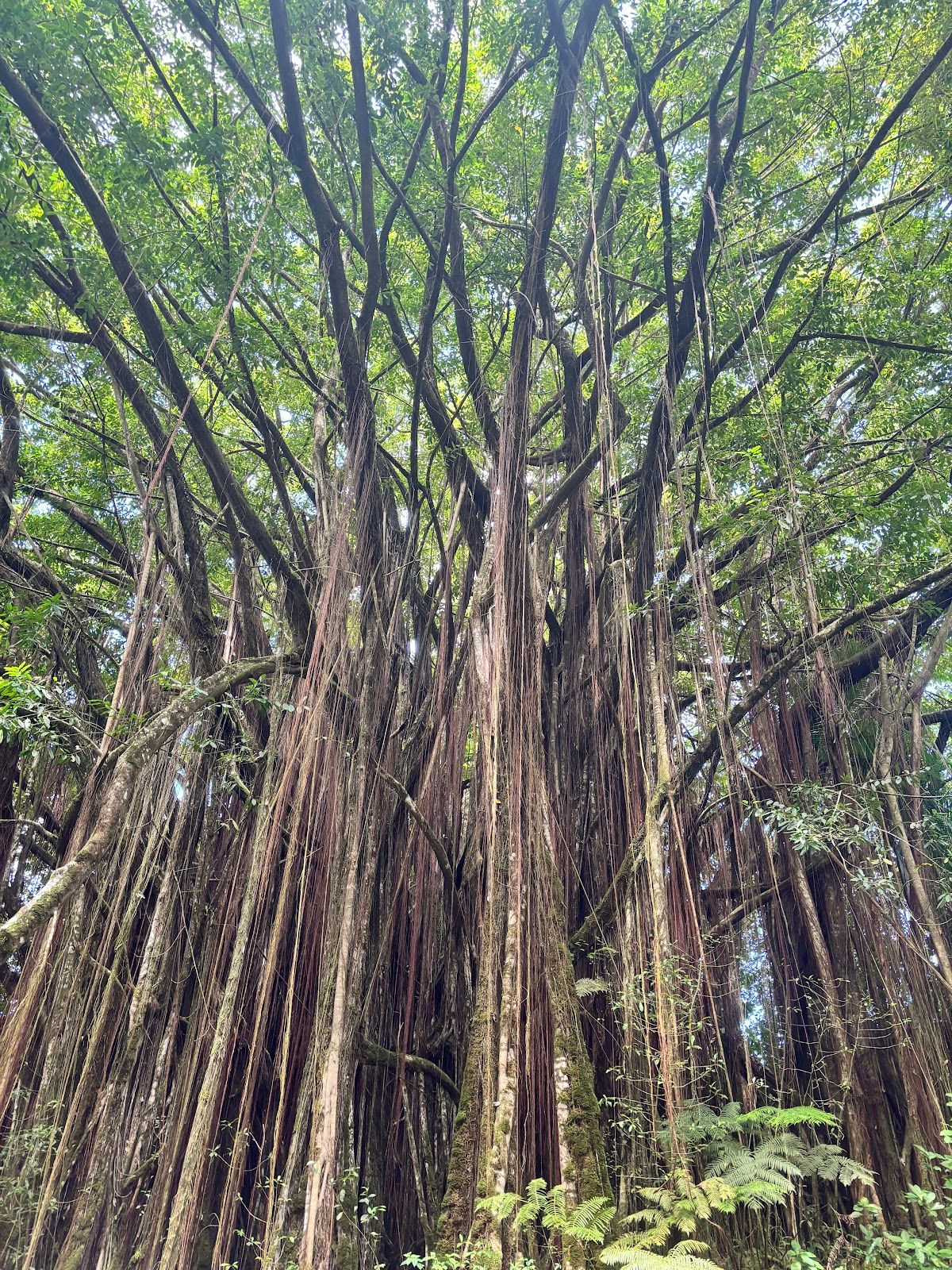 Photo 5 of Wasabi Tours Hawaii in Kailua-Kona, Big Island