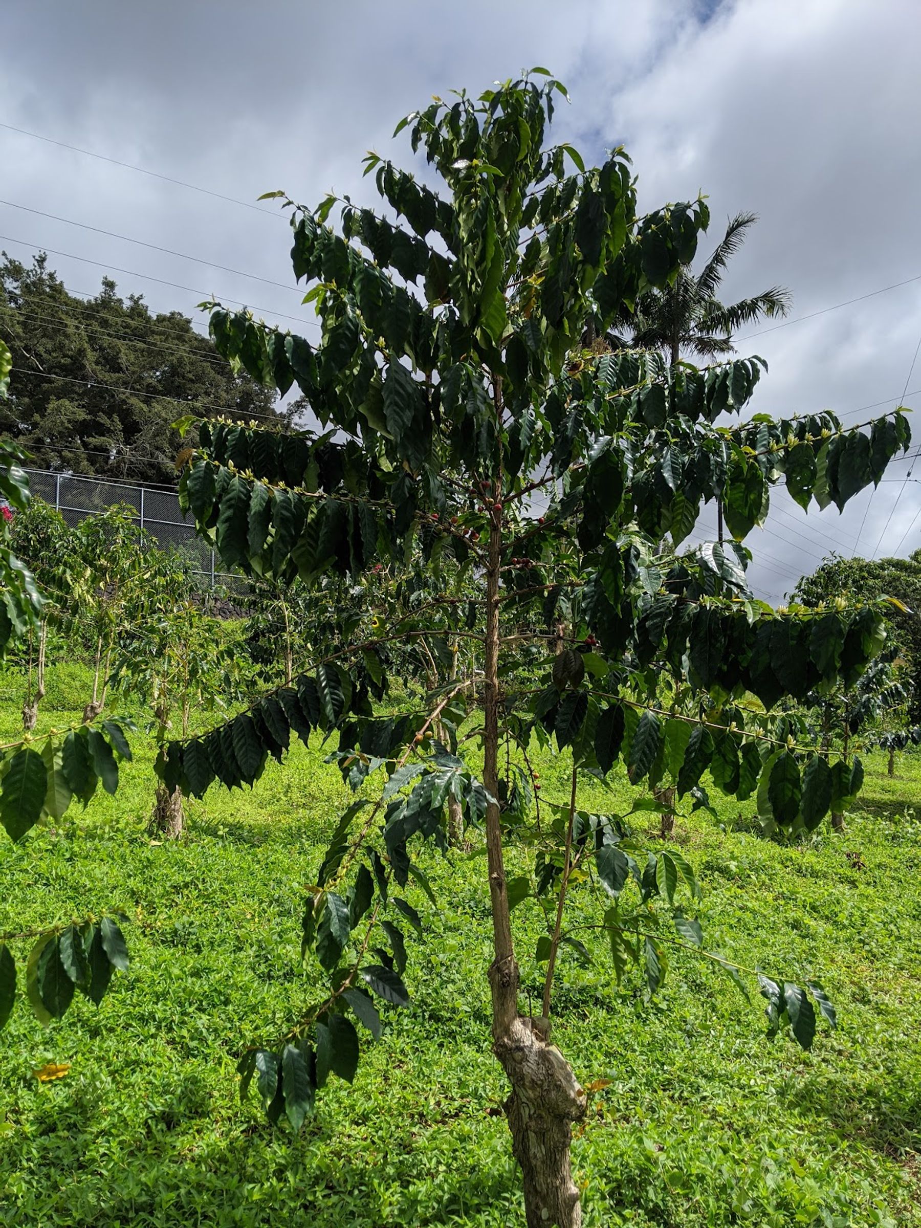 Photo 10 of Hula Daddy Kona Coffee in Hōlualoa, Big Island