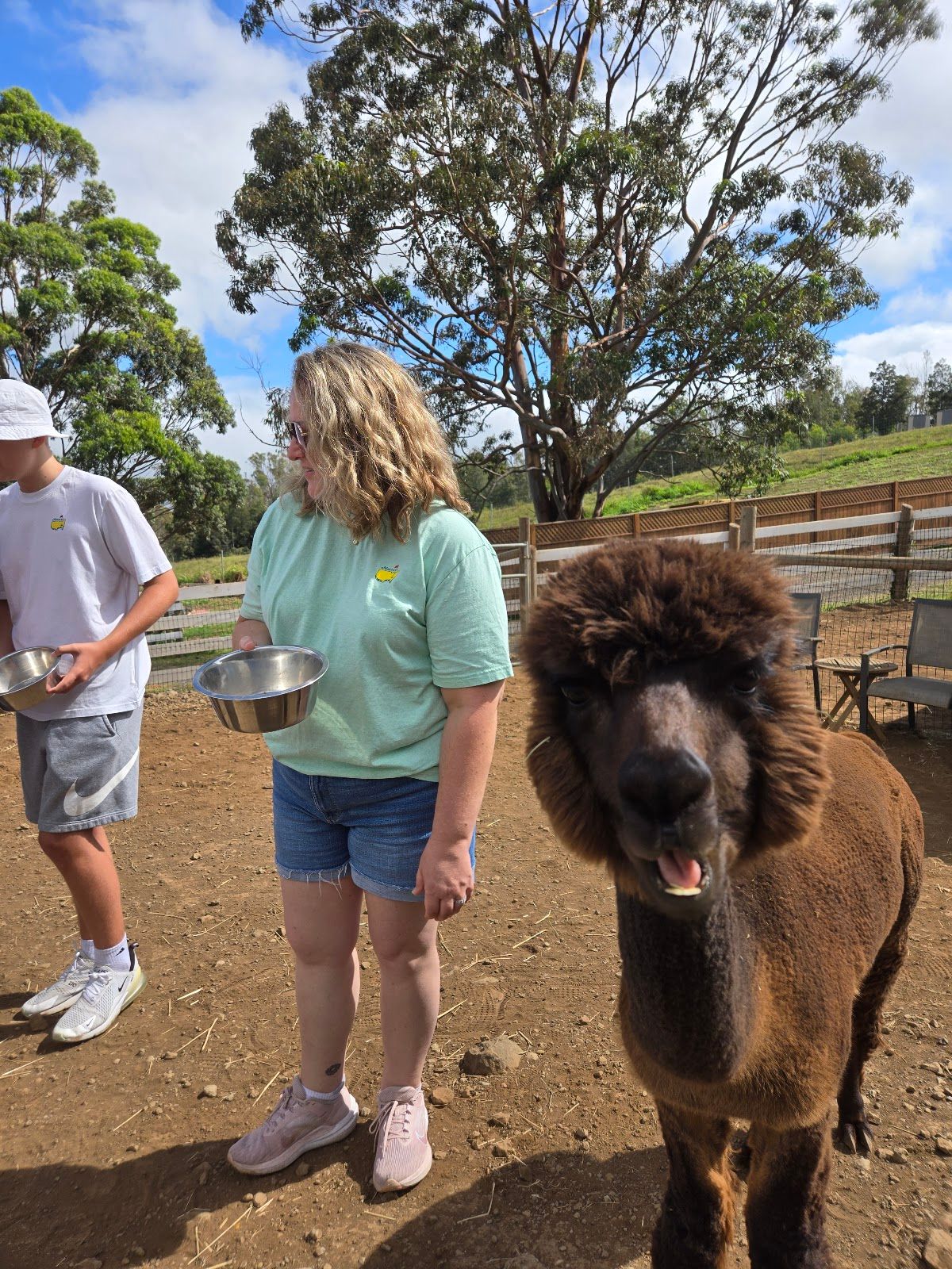 Photo 5 of Maui Alpaca in Kula, Maui