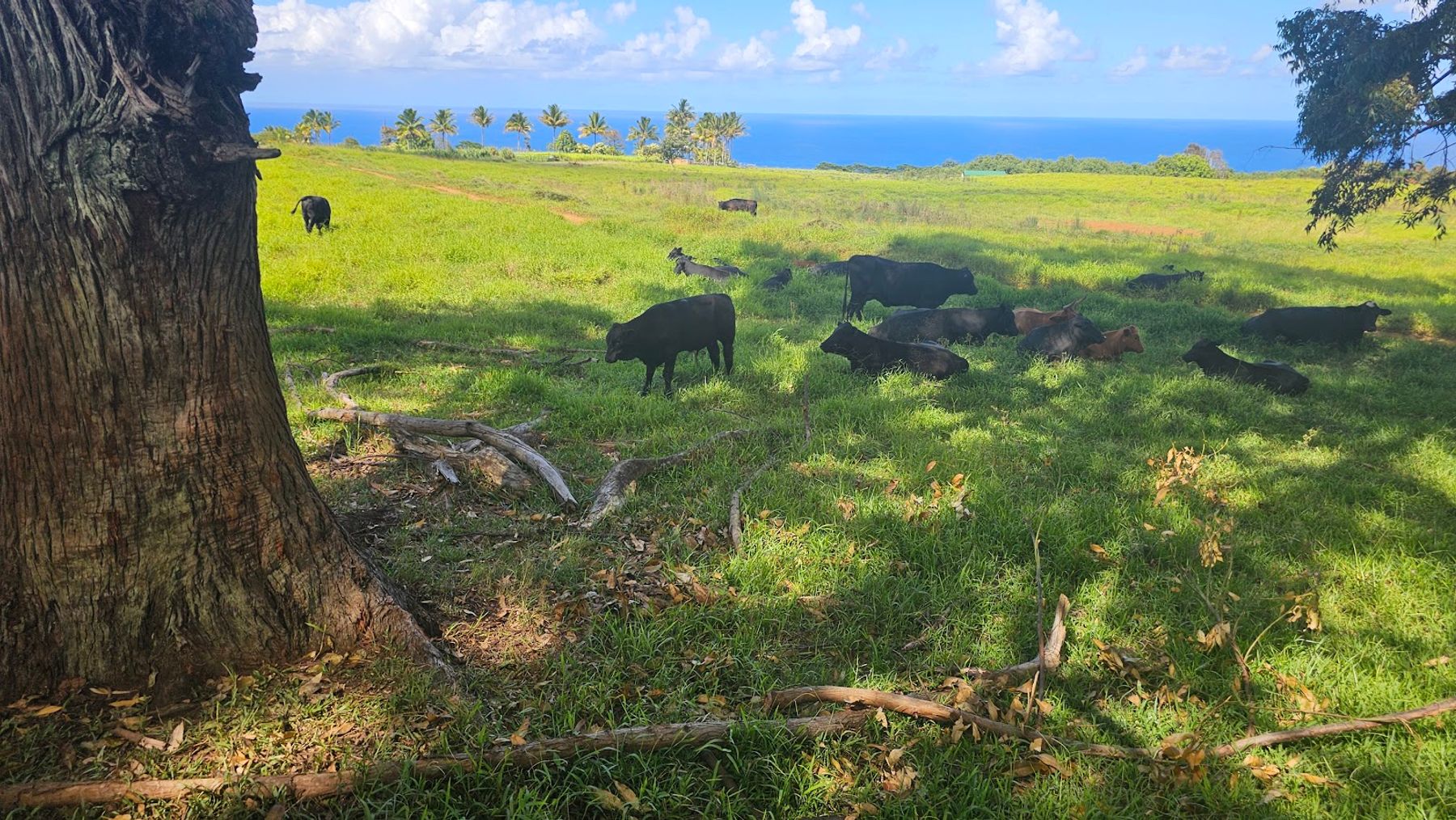 Photo 4 of Wailea Horseback Adventure - Waipio Ridge Stables LLC in Greater Hilo, Big Island