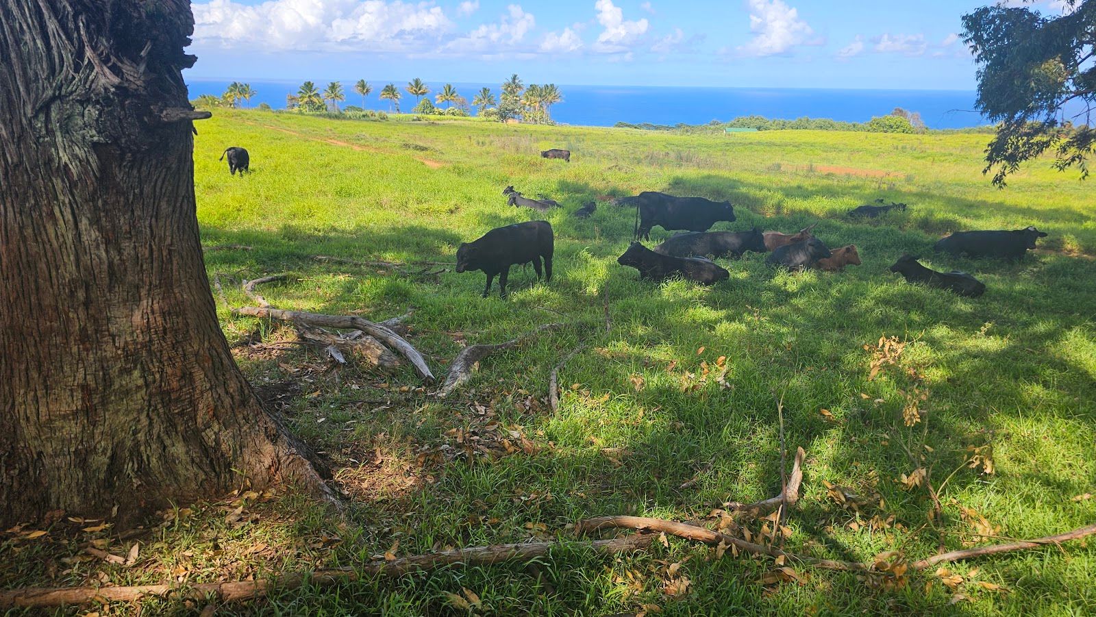 Photo 4 of Wailea Horseback Adventure - Waipio Ridge Stables LLC in Greater Hilo, Big Island