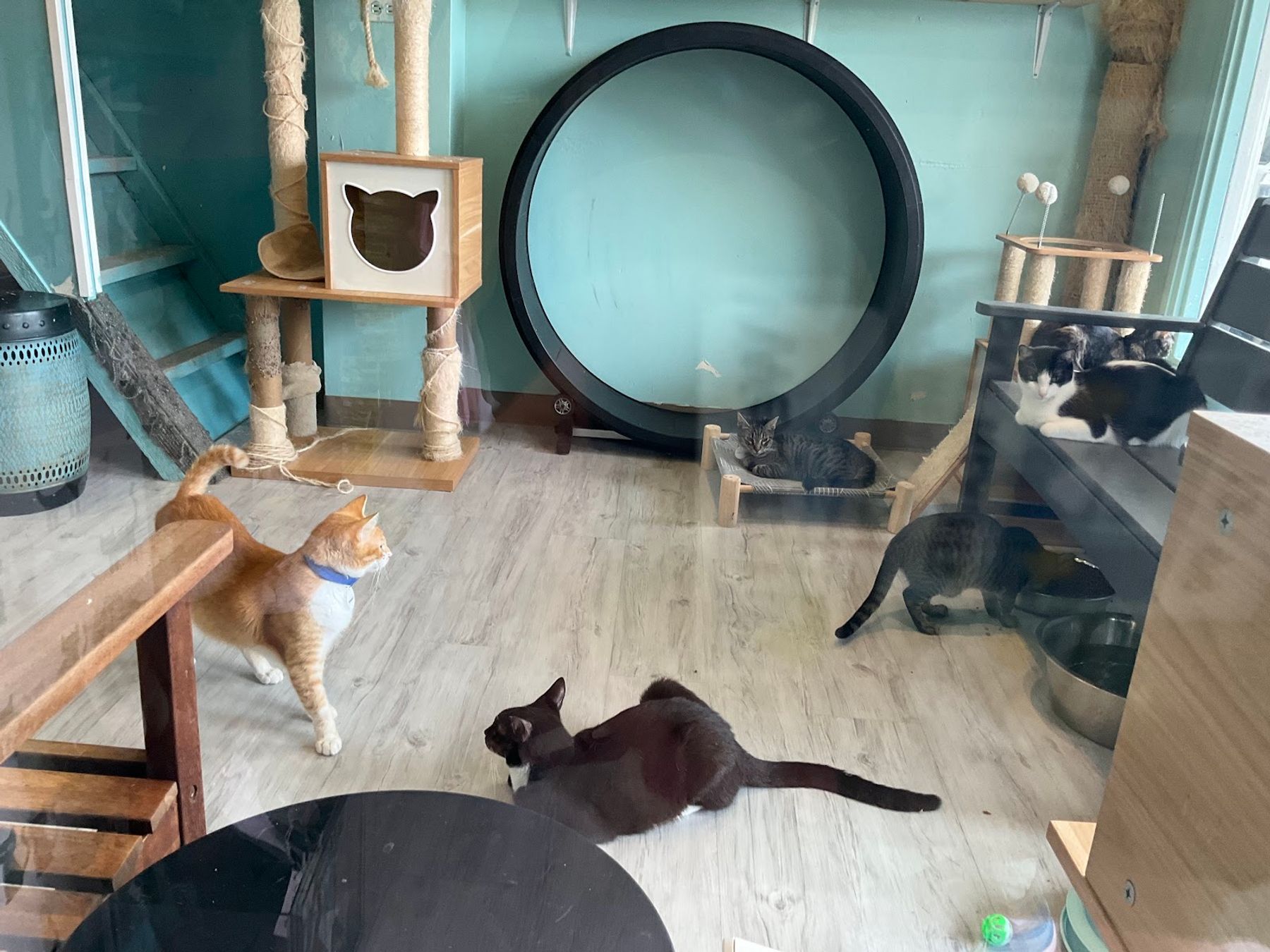 Photo 3 of Toe Beans & Dreams Adoption Cafe in Pearl Harbor & ʻAiea, Oahu