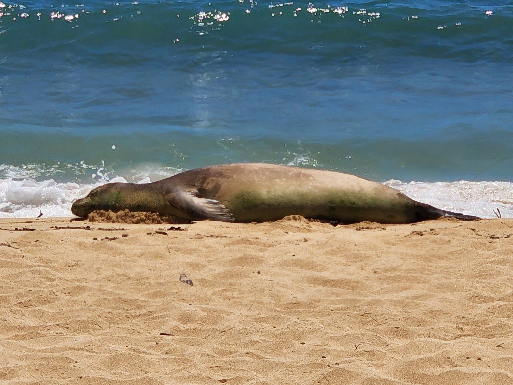 Poipu Beach in Poʻipū, Kaua‘i photo 4