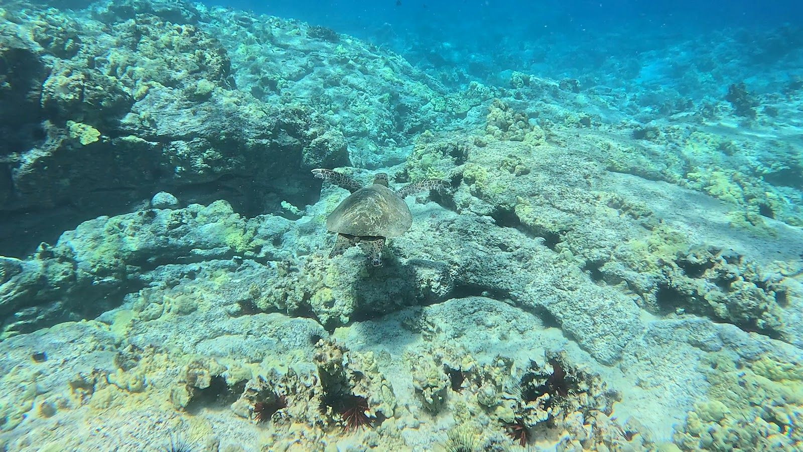 Photo 9 of Adventure X Boat Tours in Mauna Kea Beach, Big Island
