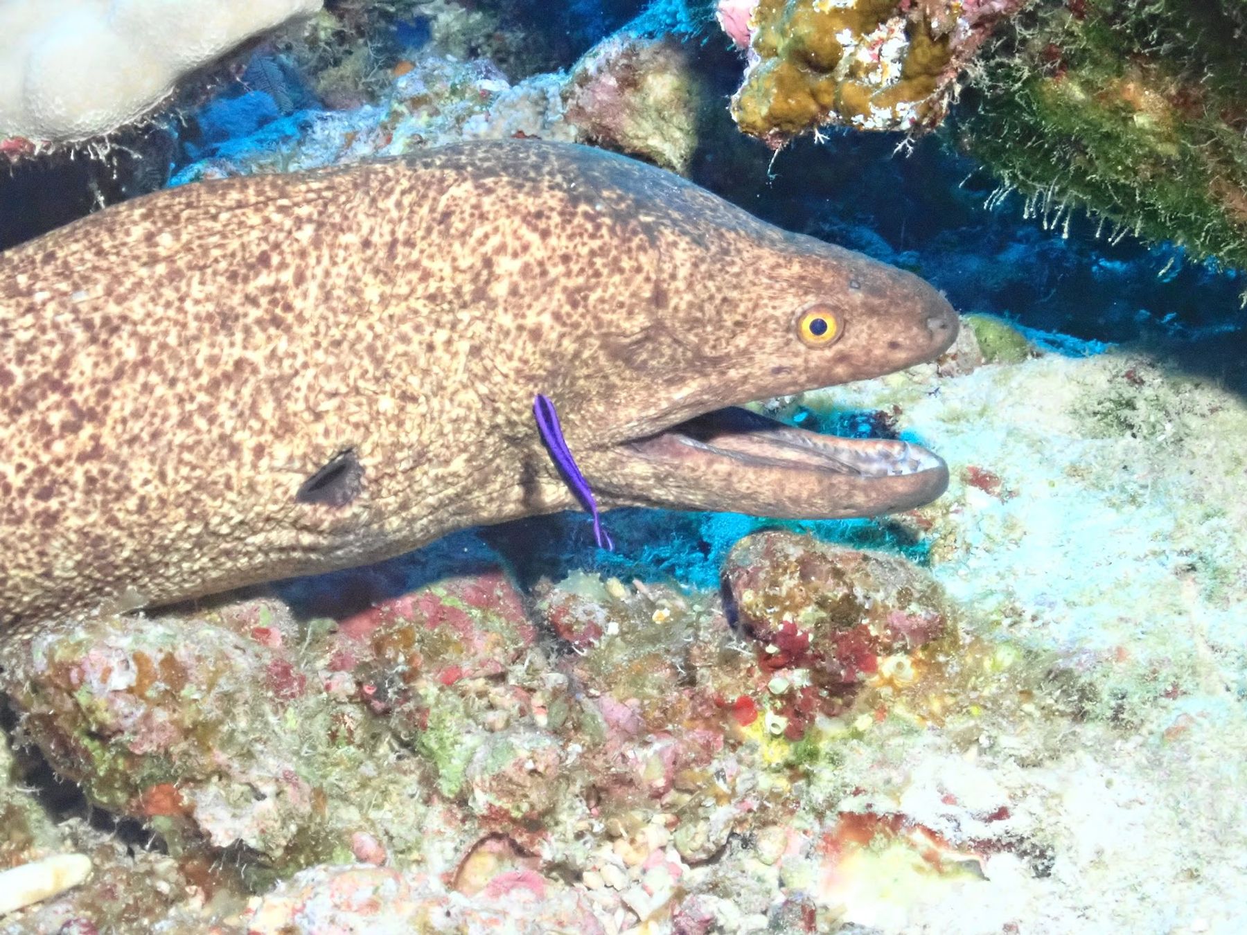 Photo 6 of Maui Dreams Dive Co in Kīhei, Maui