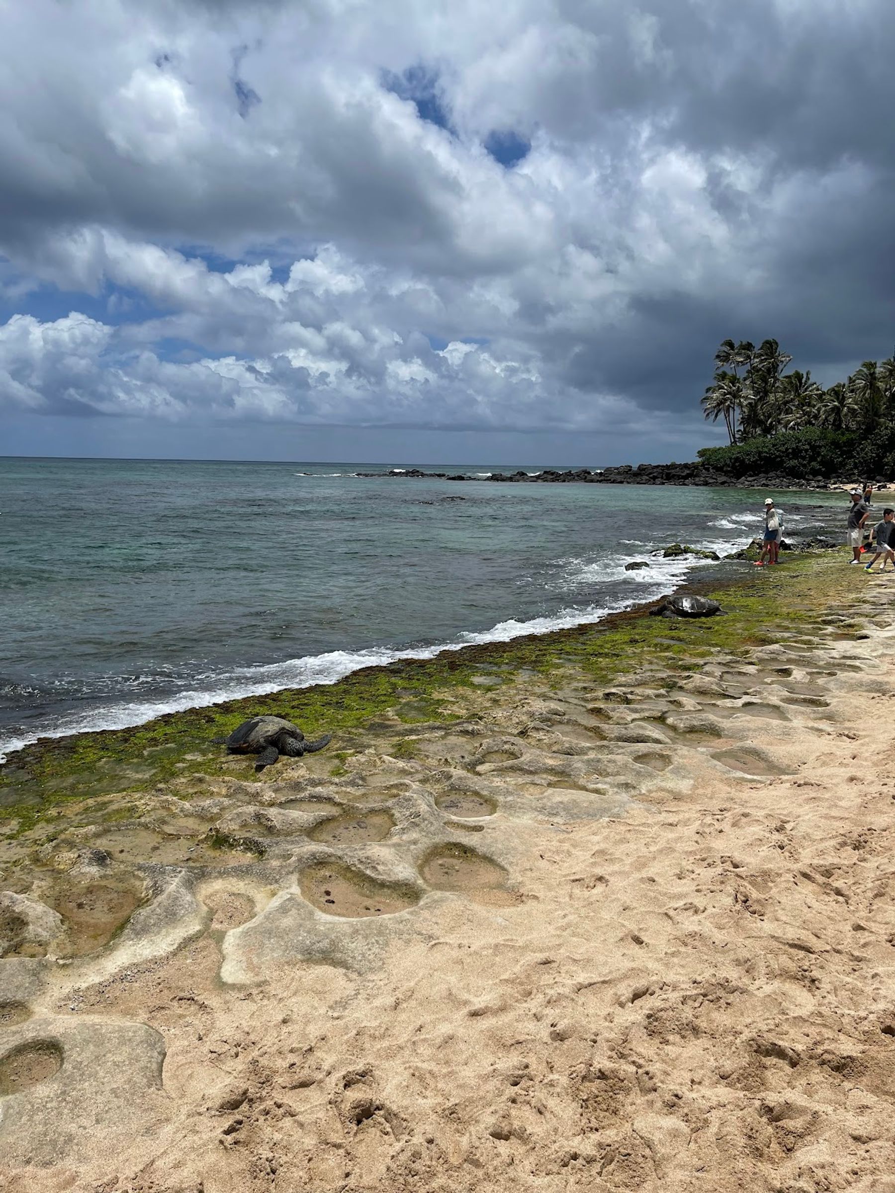 Photo 10 of Laniakea Beach in Haleʻiwa, Oahu