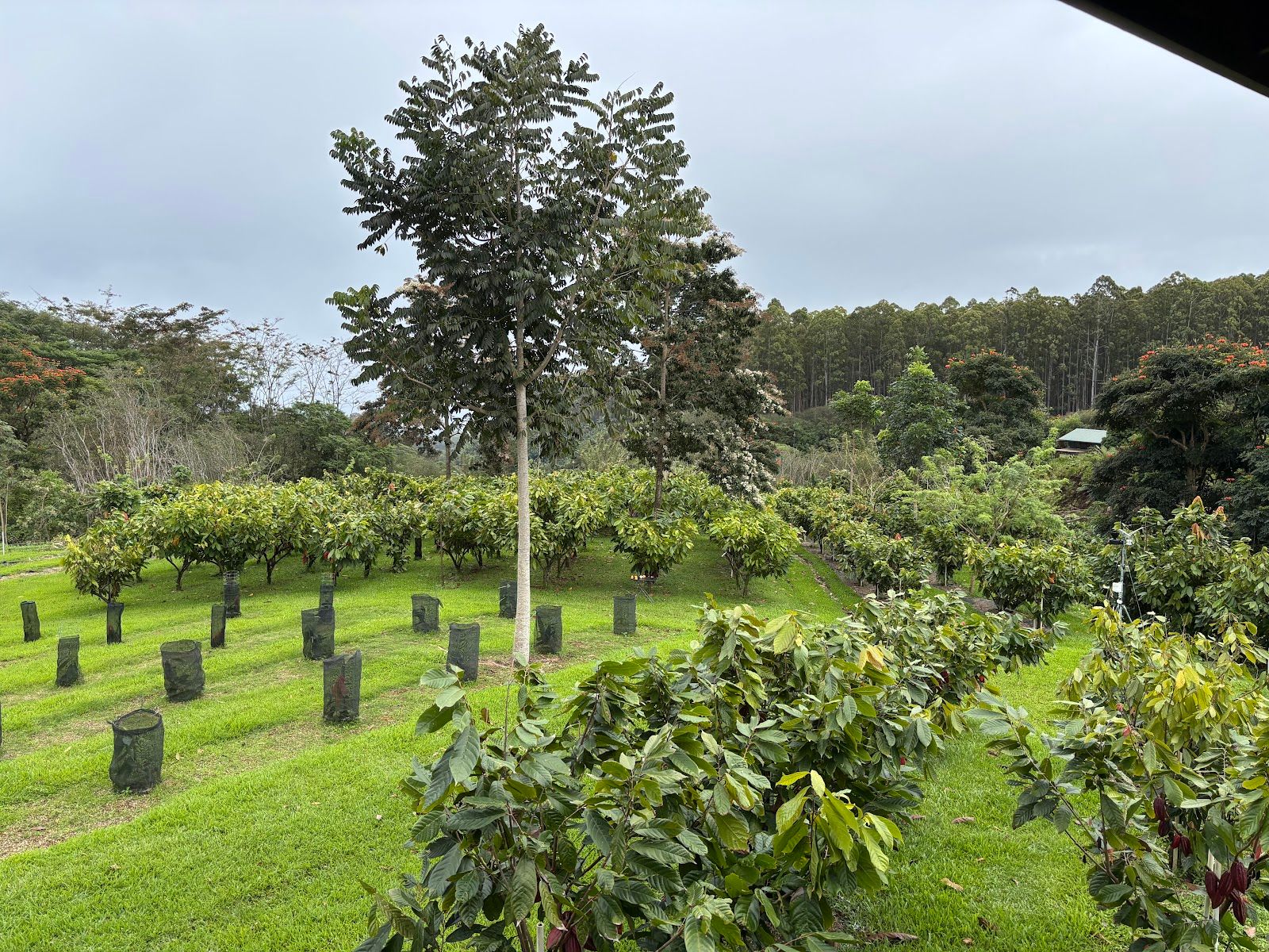 Photo 5 of Honolii Orchards in Greater Hilo, Big Island