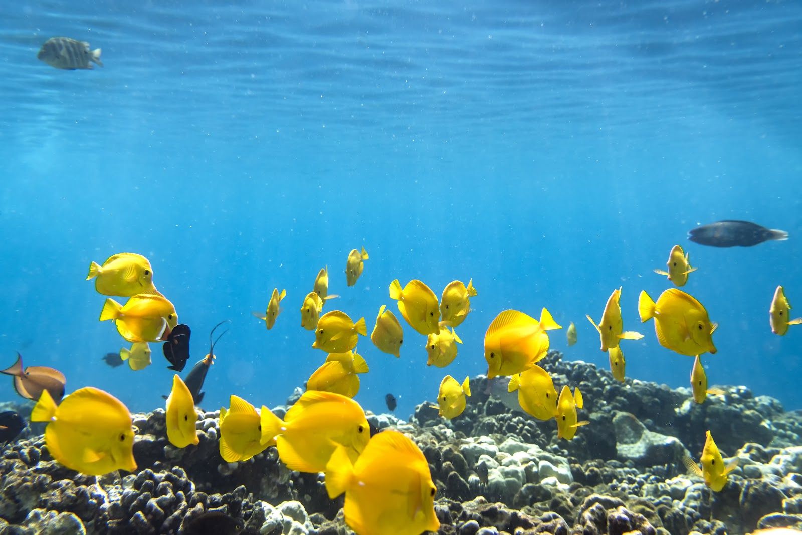 Photo 7 of Coral Reef Snorkel Adventures in Kailua-Kona, Big Island