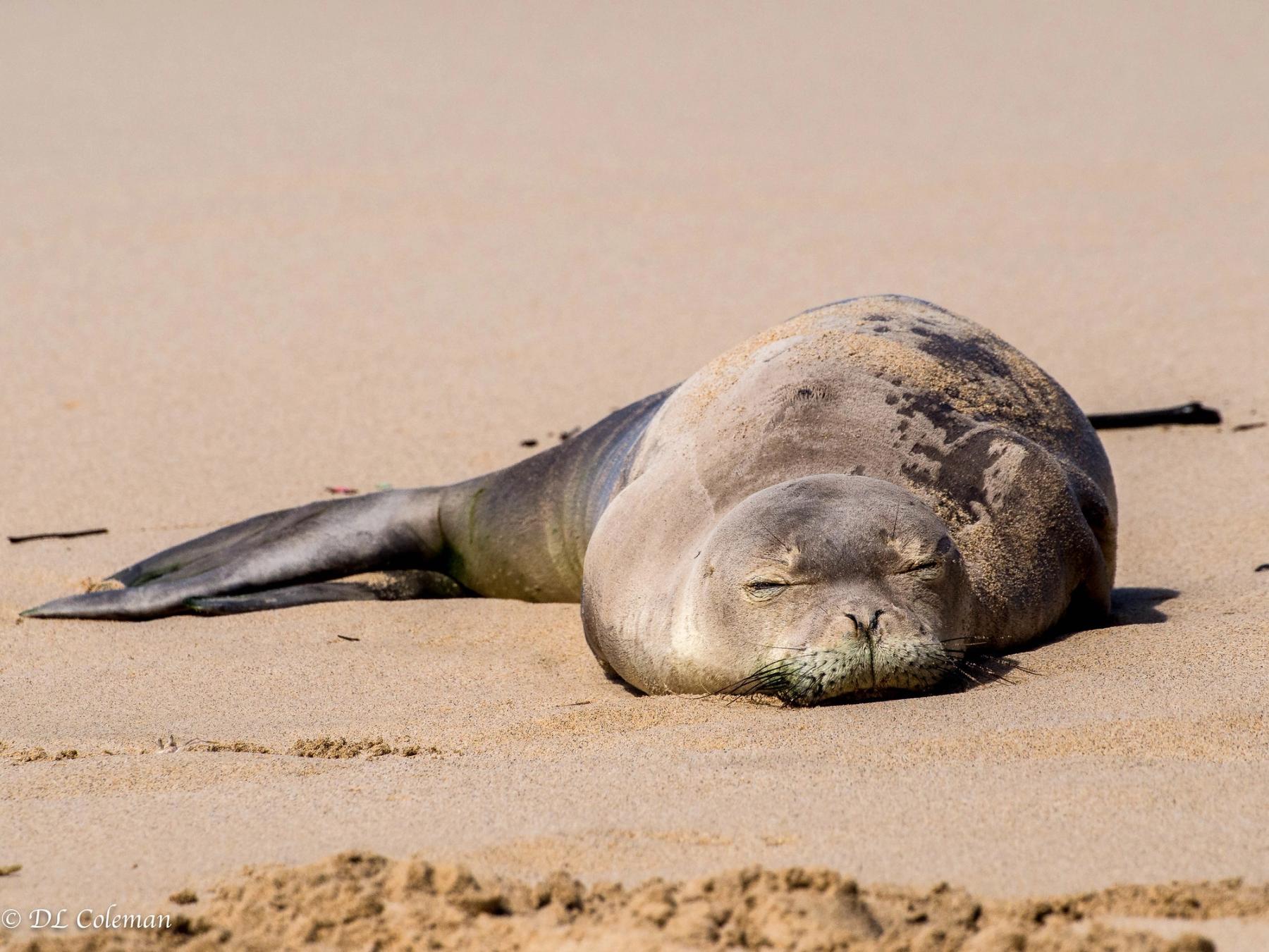 Hawaiian monk seal resting on smooth sand in warm sunlight with a soft, uncluttered beach background