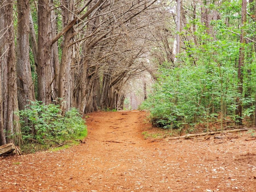 Photo 1 of Waihou Spring Trail in Makawao & Pukalani, Maui