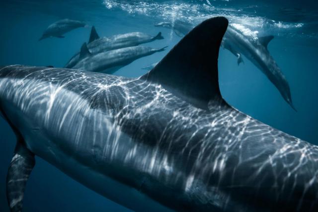 Spinner dolphins underwater
