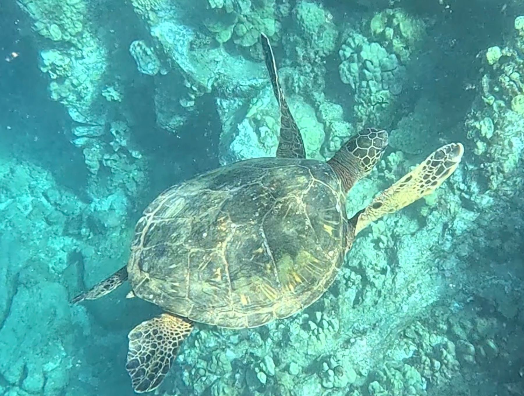 Photo 6 of Maui Magic Molokini Snorkel Tour in Māʻalaea, Maui