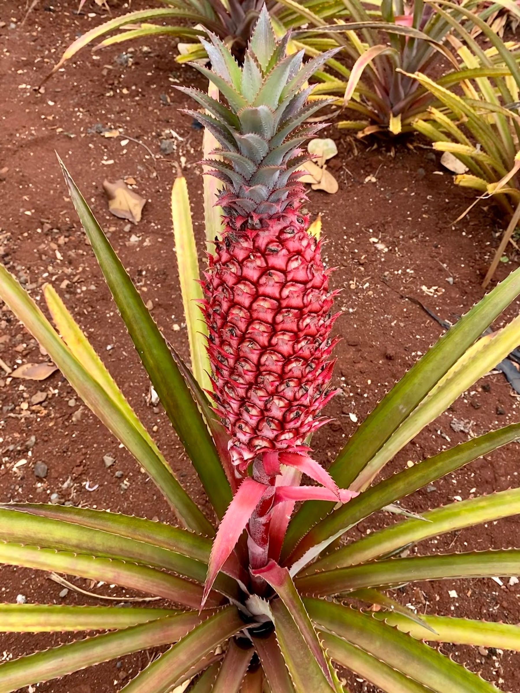 Photo 1 of Dole Plantation in Waialua & Mokulēʻia, Oahu