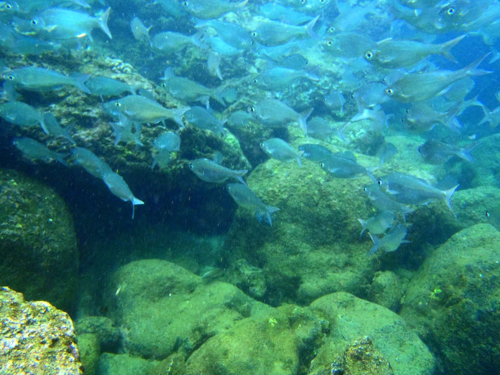 Photo 7 of Shark’s Cove in Pūpūkea, Oahu