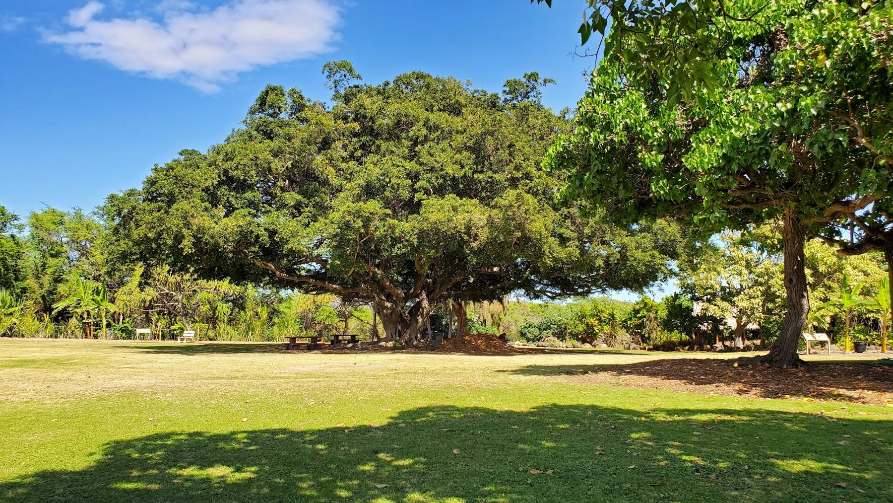 Photo 4 of Maui Nui Botanical Gardens in Kahului, Maui