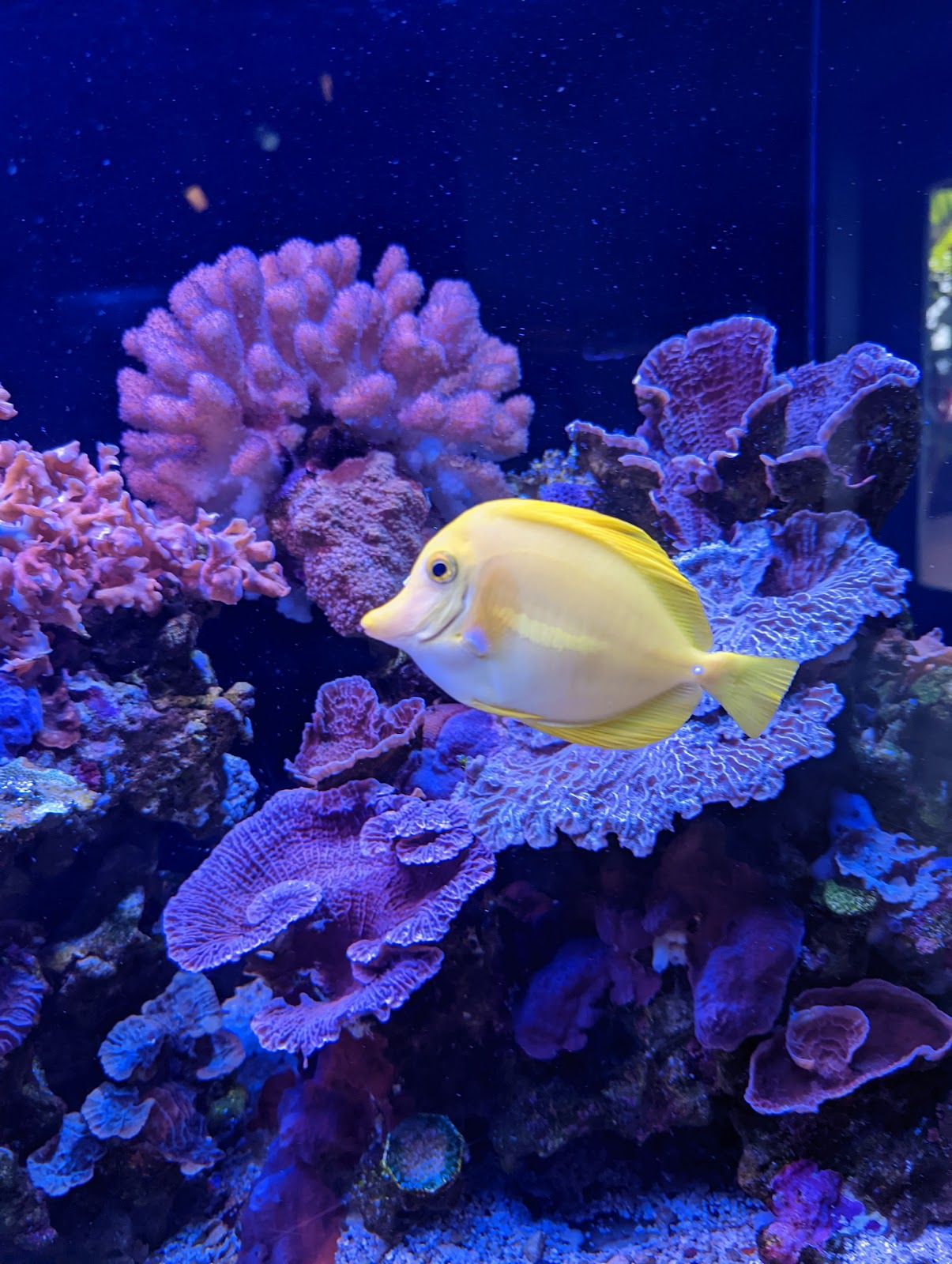 Photo 4 of Maui Ocean Center, The Aquarium of Hawaii in Māʻalaea, Maui