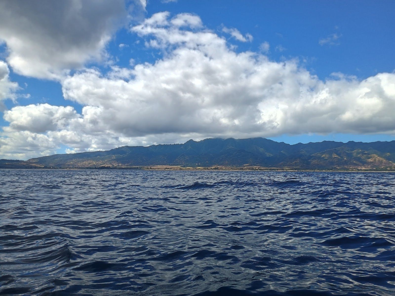 Photo 9 of Hawaii Shark Encounters in Haleʻiwa, Oahu