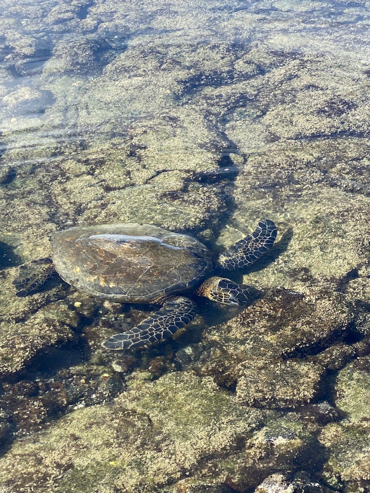 Photo 2 of Honokohau Beach in Kailua-Kona, Big Island
