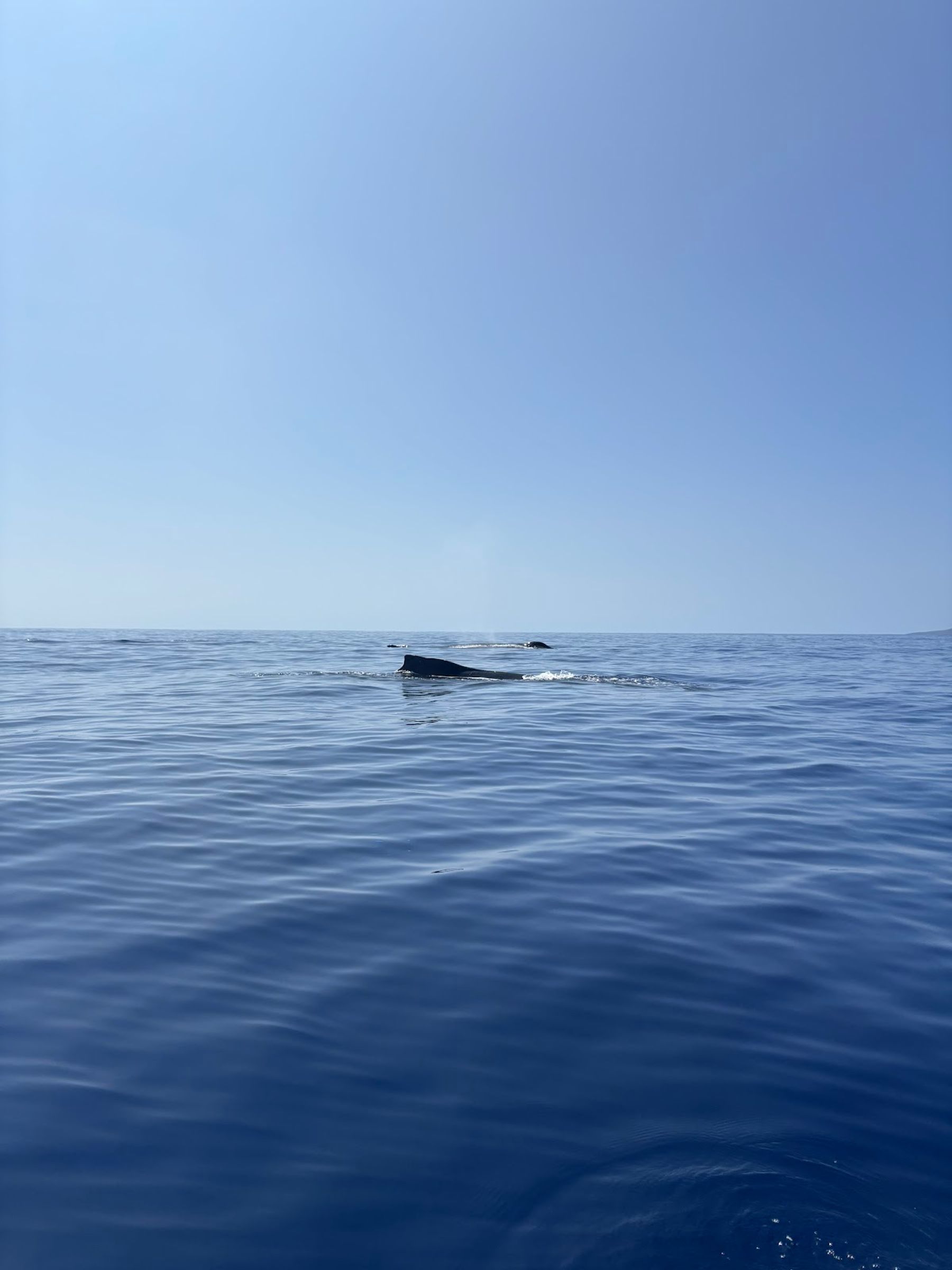 Photo 4 of Ultimate Whale Watch & Snorkel in Lāhainā, Maui