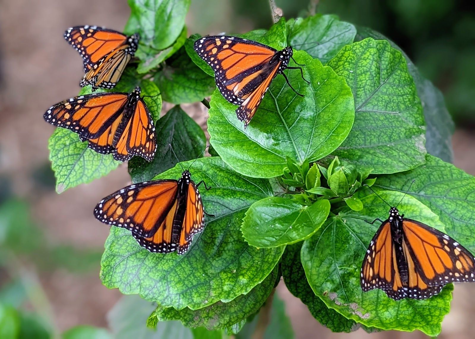 Photo 4 of The Maui Butterfly Farm in Olowalu, Maui