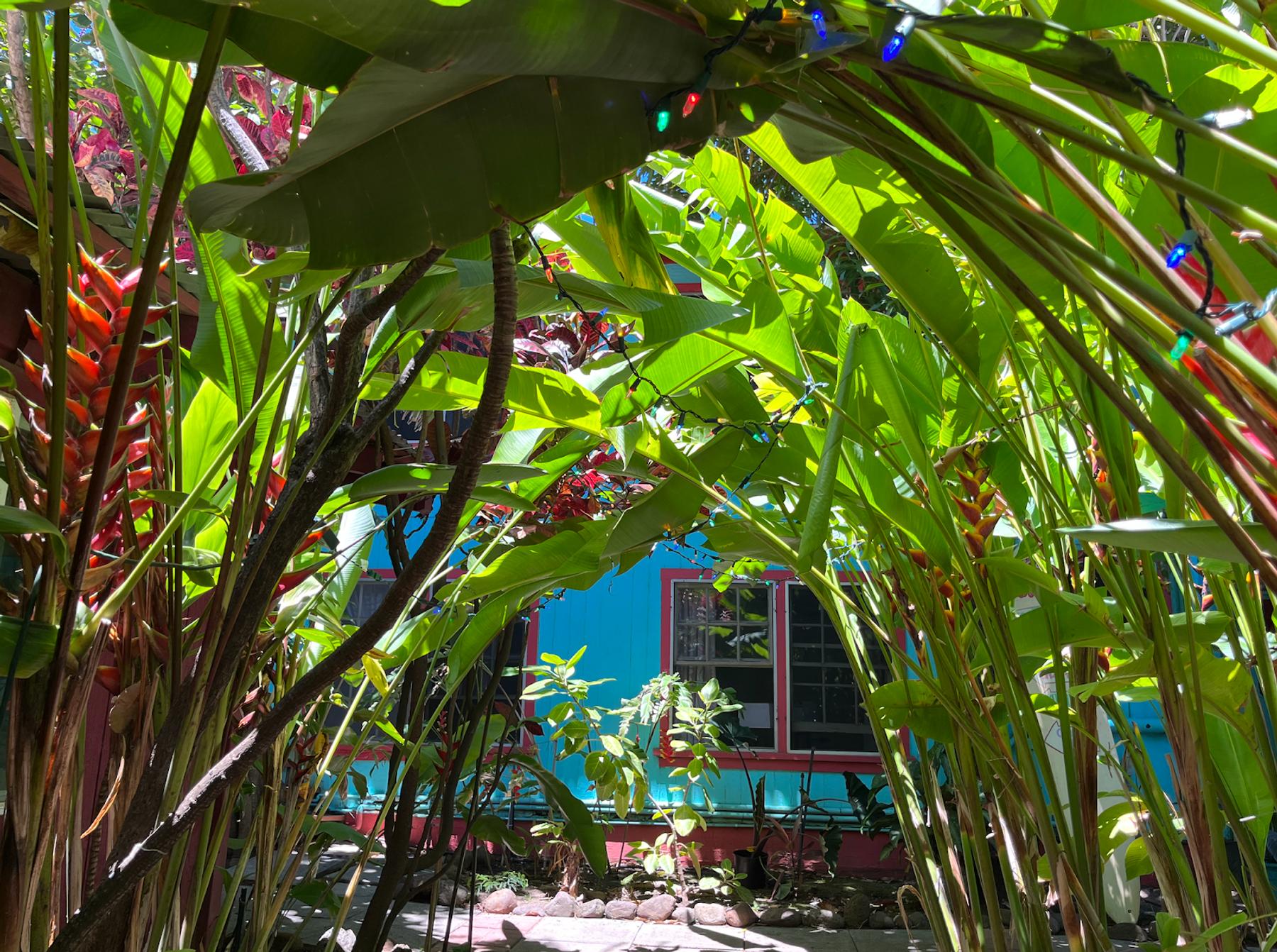 Photo 8 of Banana Bungalow Maui Hostel in Wailuku, Maui