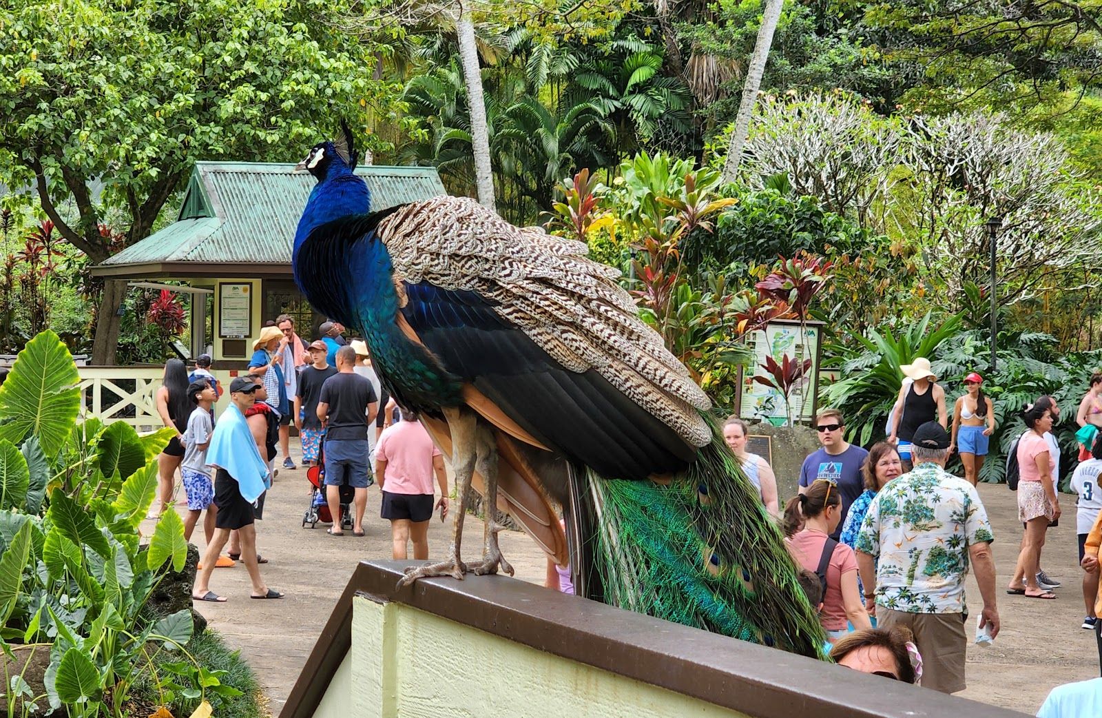 Photo 6 of Waimea Botanical Garden in Pūpūkea, Oahu