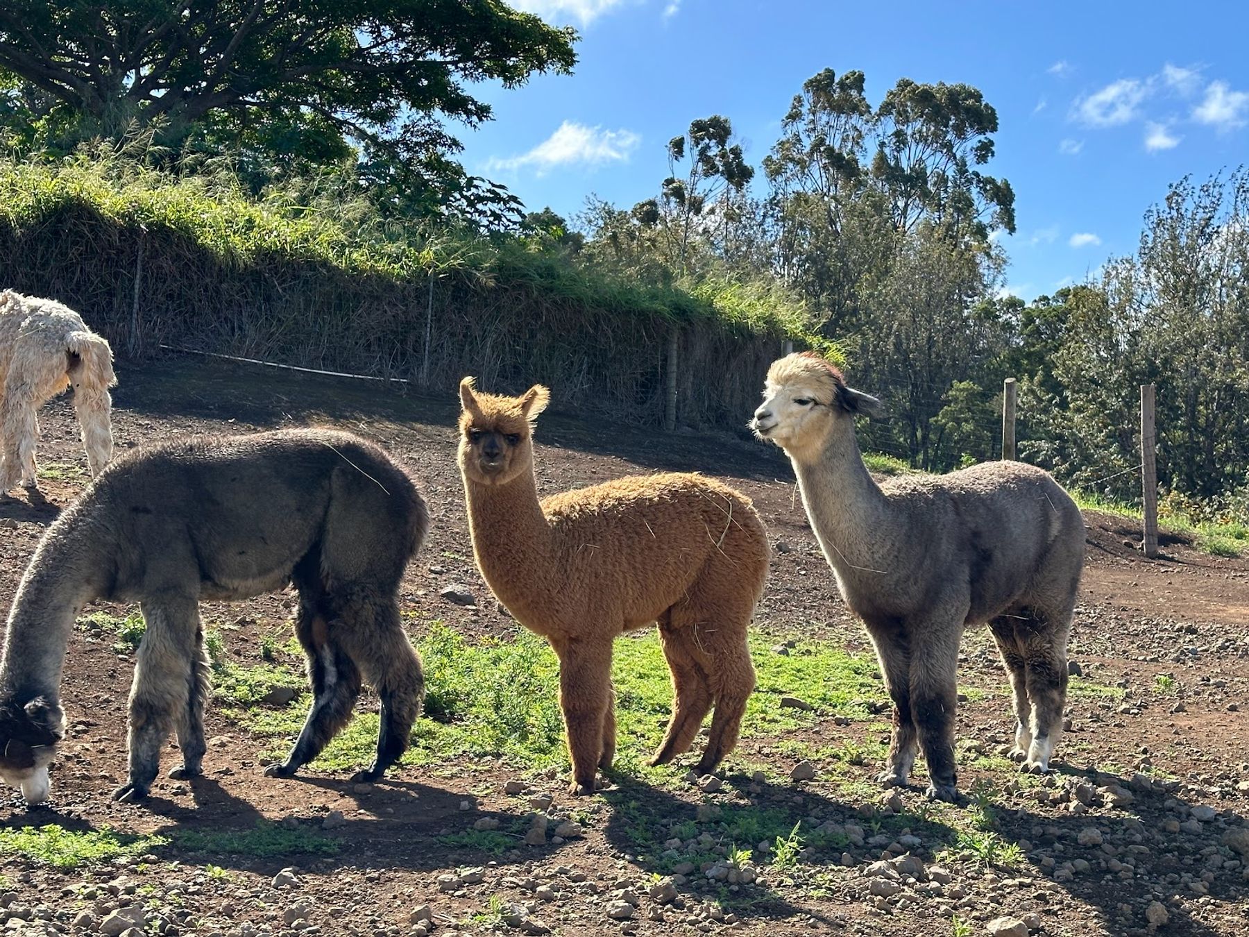 Photo 2 of Maui Alpaca in Kula, Maui