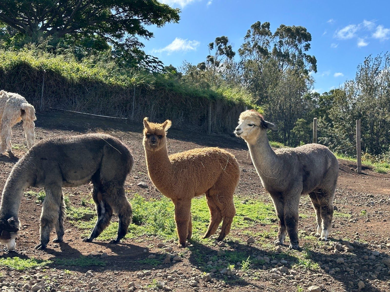 Photo 2 of Maui Alpaca in Kula, Maui
