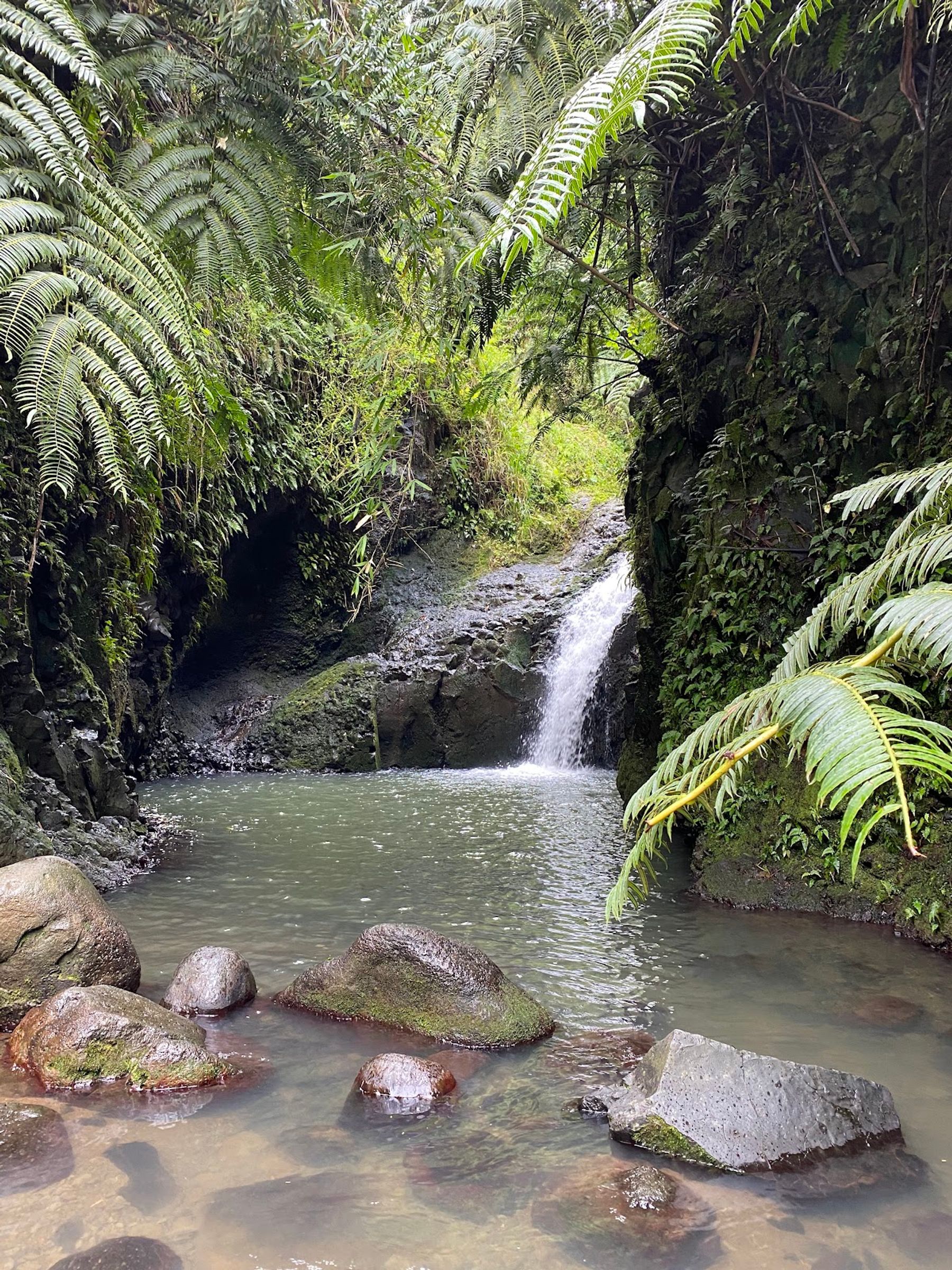 Photo 4 of Maunawili Falls Trail in Kailua & Lanikai, Oahu