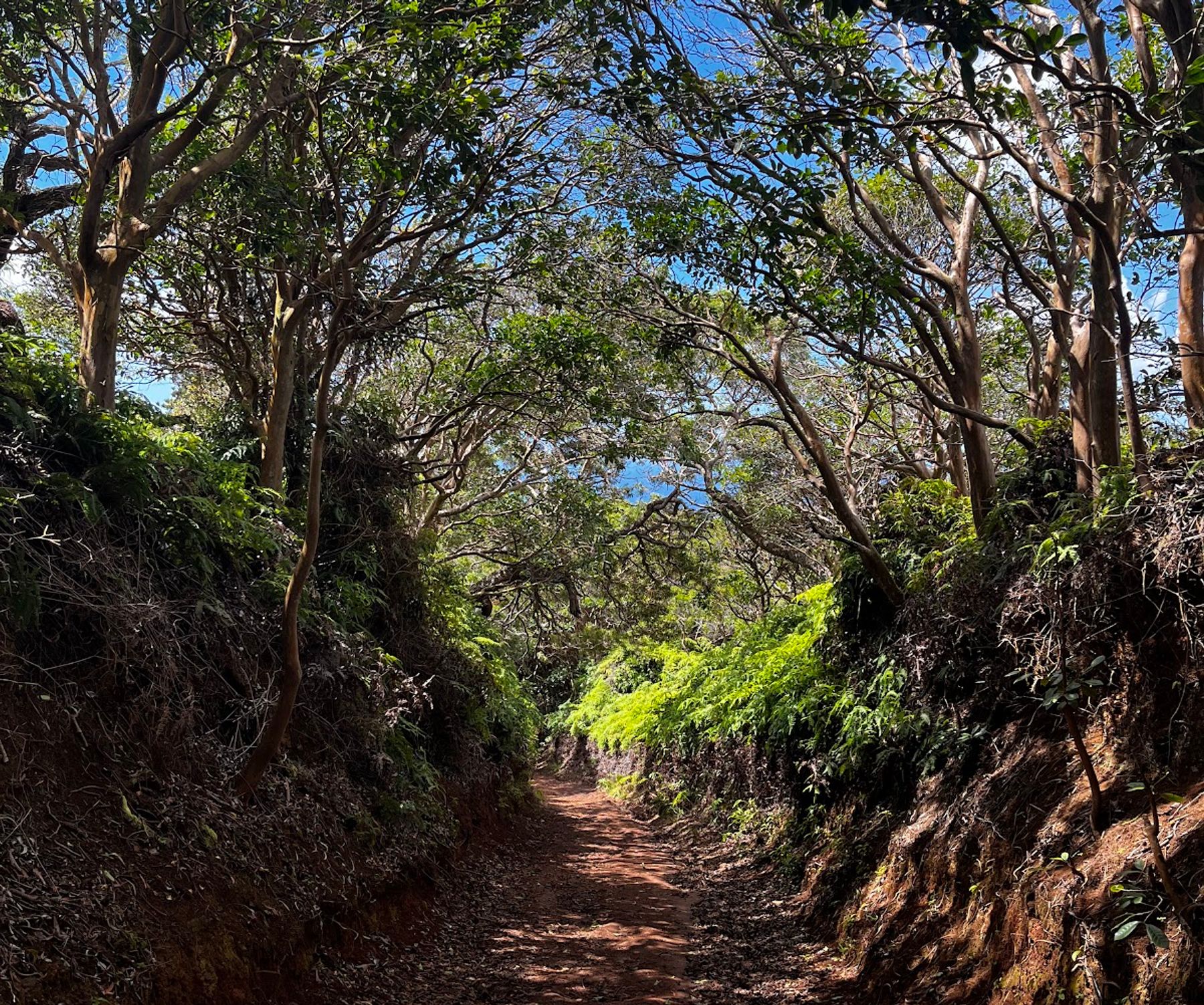 Photo 7 of Wiliwilinui Ridge Trail in Kahala & Waialae, Oahu
