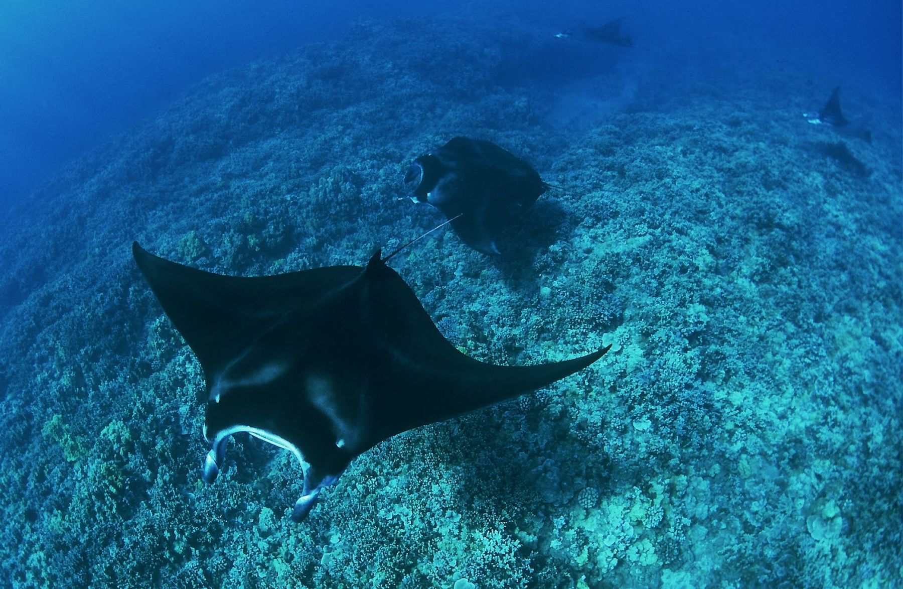Photo 10 of Coral Reef Snorkel Adventures in Kailua-Kona, Big Island