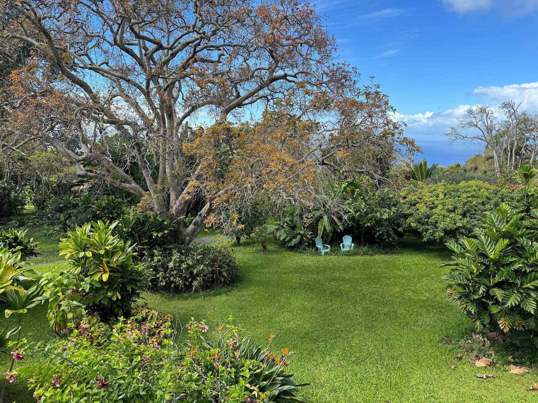 Photo 8 of Kuaiwi Farm in South Kona, Big Island