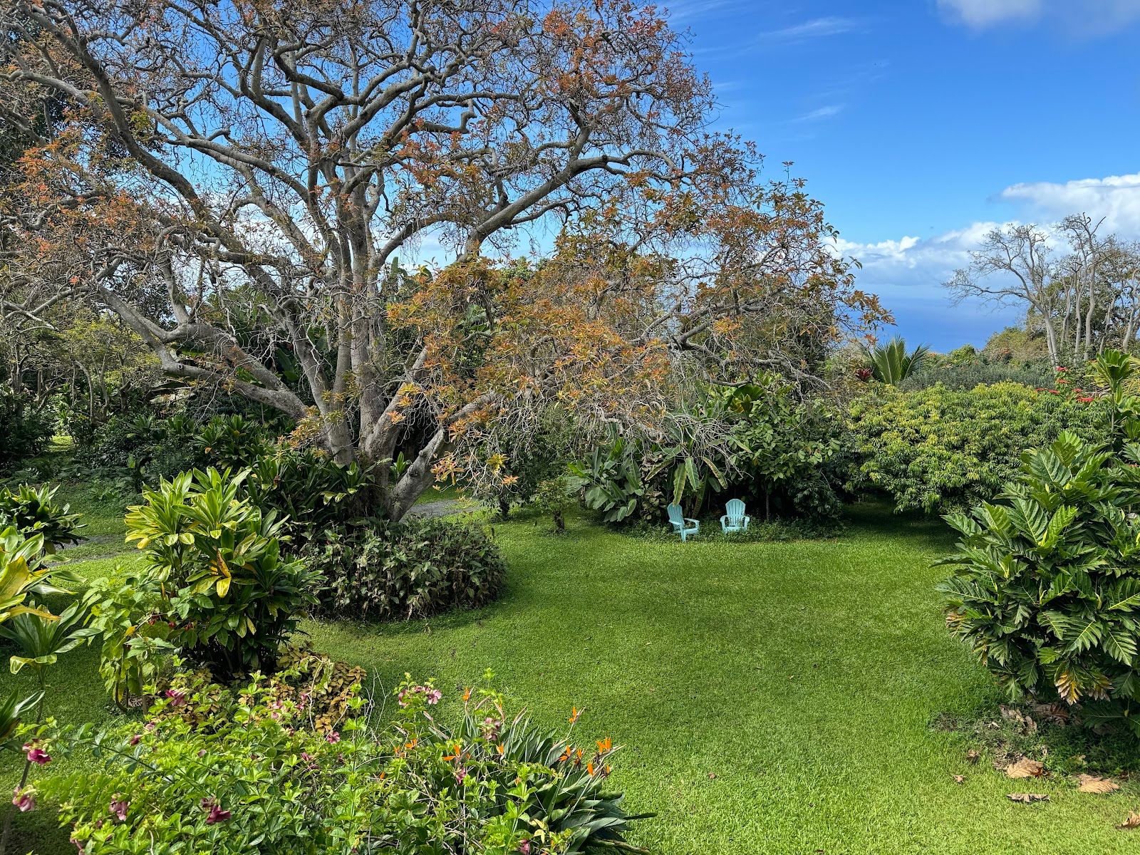Photo 8 of Kuaiwi Farm in South Kona, Big Island