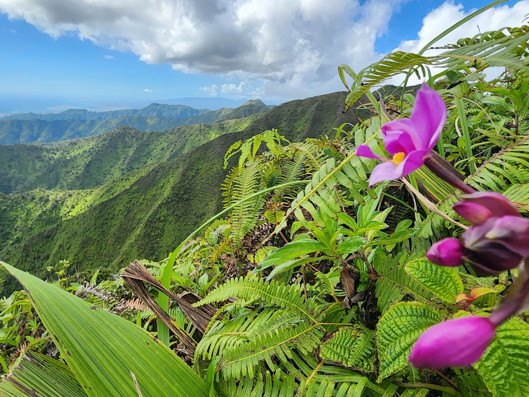 Photo 8 of Wiliwilinui Ridge Trail in Kahala & Waialae, Oahu