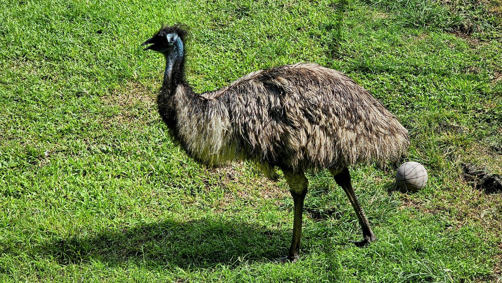 Photo 5 of Panaewa Rainforest Zoo and Gardens in Hilo, Big Island