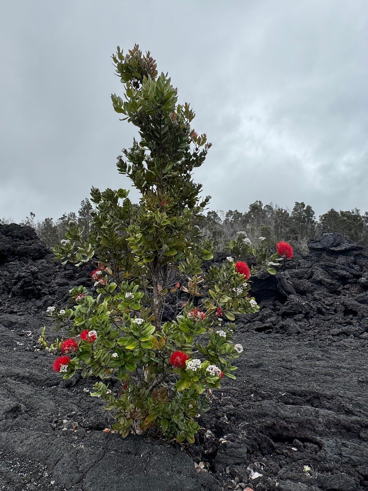 Photo 8 of Polynesian Adventure Tours in Hilo, Big Island