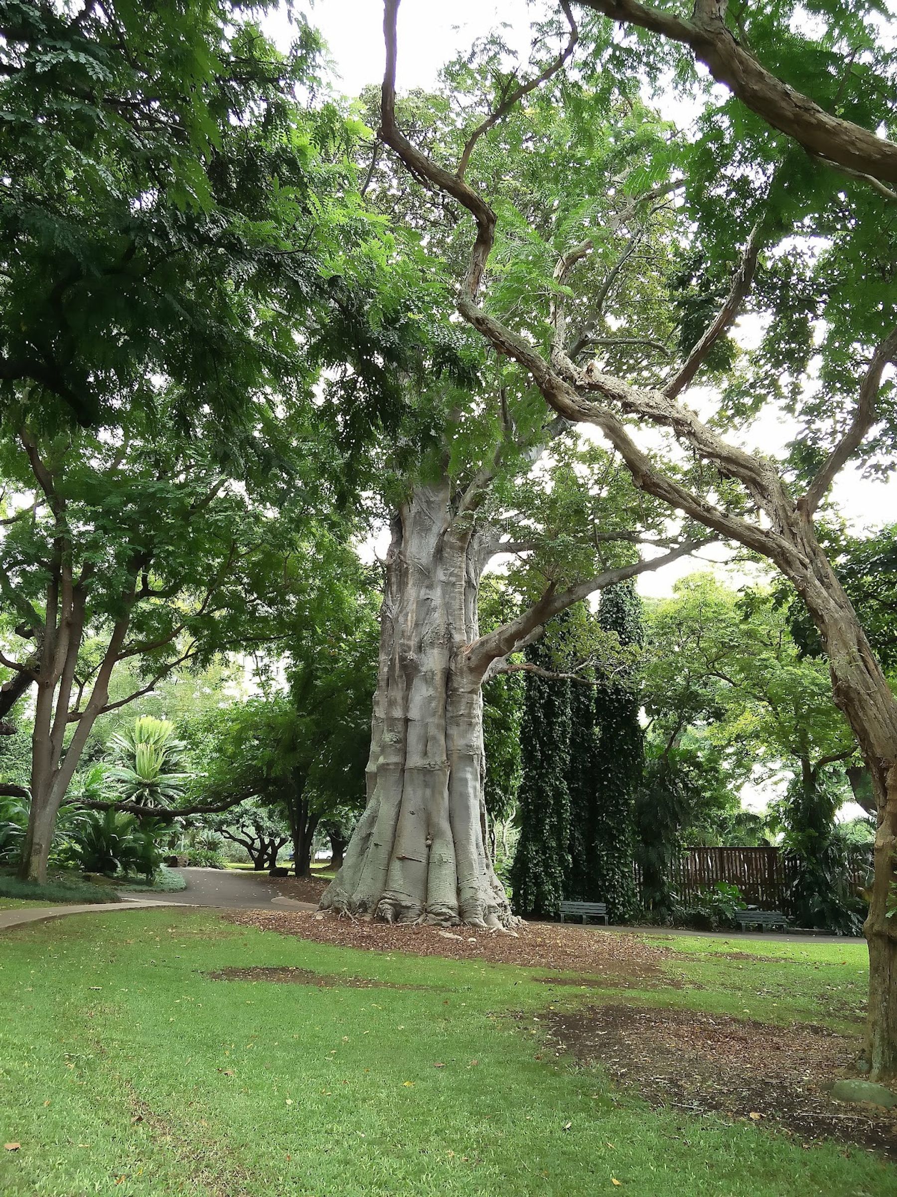 Photo 3 of Foster Botanical Garden in Downtown, Chinatown & Kakaʻako, Oahu