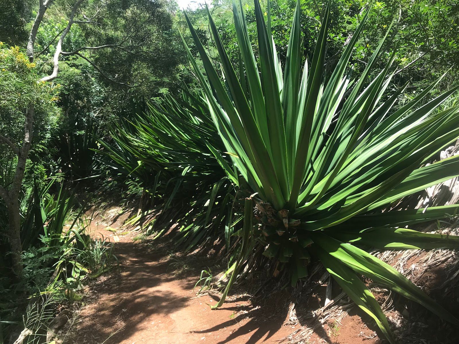 Photo 2 of Mahana Ridge Trail in Kapalua, Maui