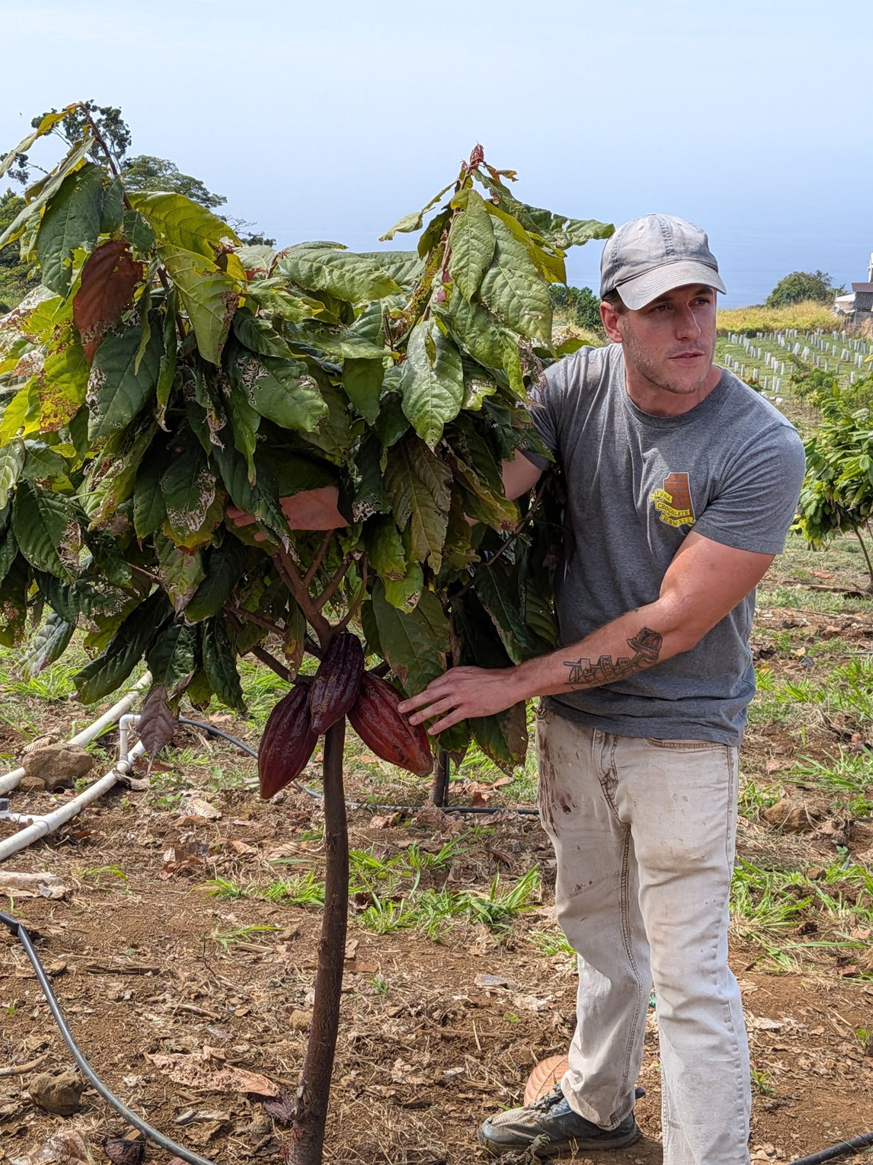 Photo 10 of Puna Chocolate Company Farm - Kona Cocoa & Coffee Orchard Tours (by reservation only) in South Kona, Big Island