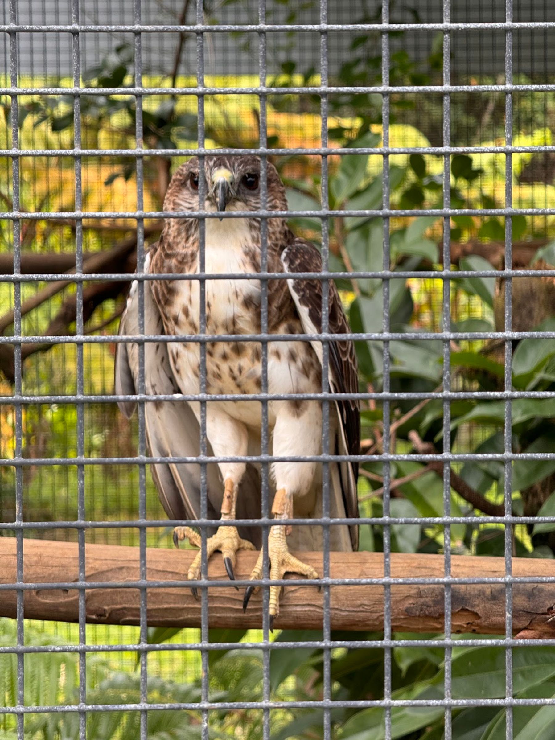 Photo 4 of Panaewa Rainforest Zoo and Gardens in Hilo, Big Island