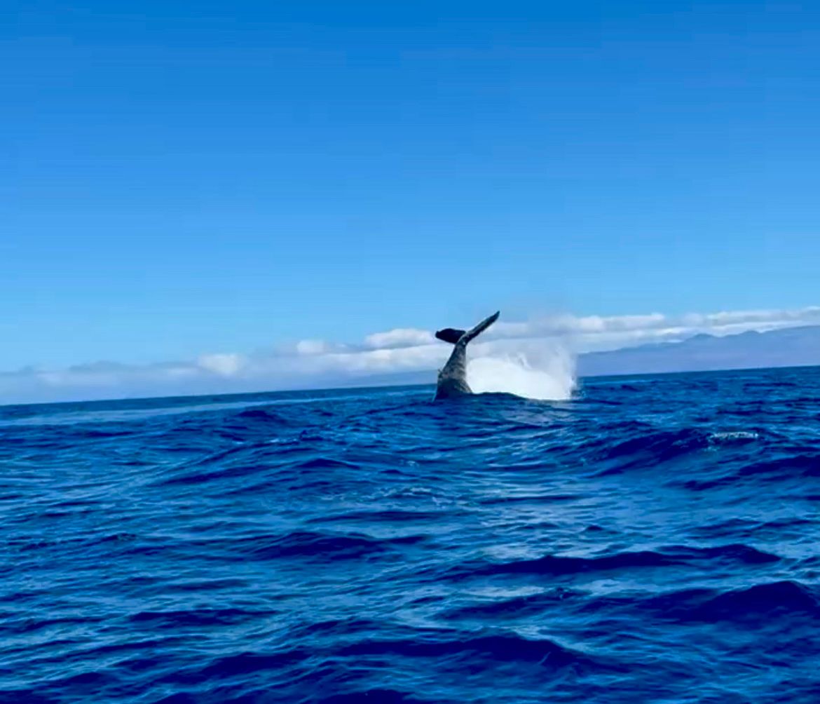 Photo 3 of Wild Hawai‘i Ocean Adventures in Kailua-Kona, Big Island