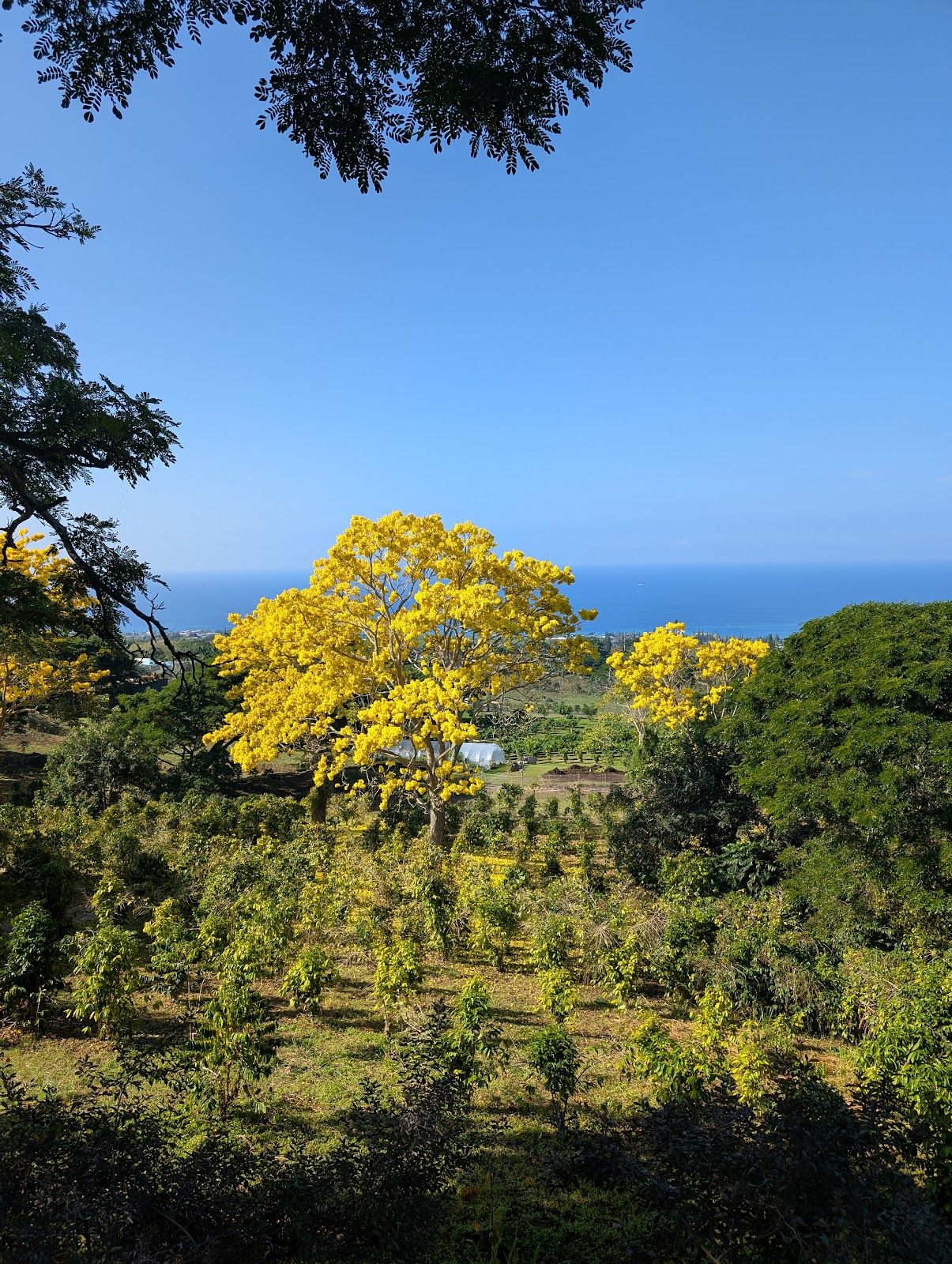 Photo 10 of Rising Kona Coffee Farm Tours in Hōlualoa, Big Island